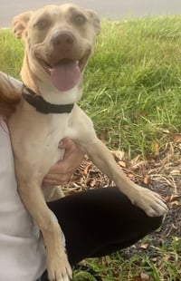 Midge Doglando Graduate - Photo 8