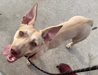 Midge Doglando Graduate - Photo 6