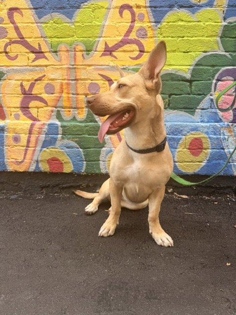 MIDGE DOGLANDO GRADUATE - Corgi / Terrier for adoption in Deltona