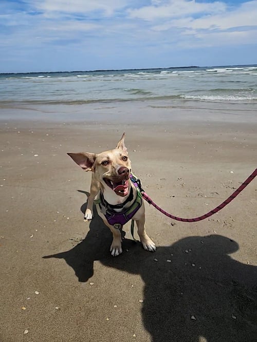 MIDGE DOGLANDO GRADUATE - Corgi / Terrier available for adoption