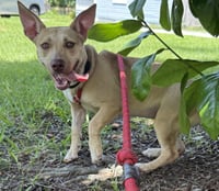 Midge Doglando Graduate - Photo 1