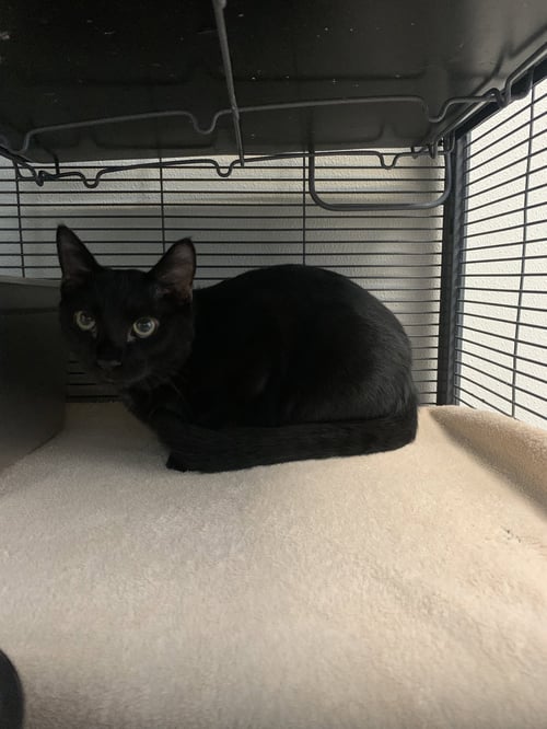 MOOKIE * DECLAWED* - Domestic Short Hair available for adoption