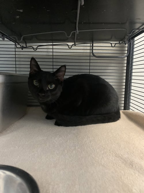 MOOKIE * DECLAWED* - Domestic Short Hair available for adoption