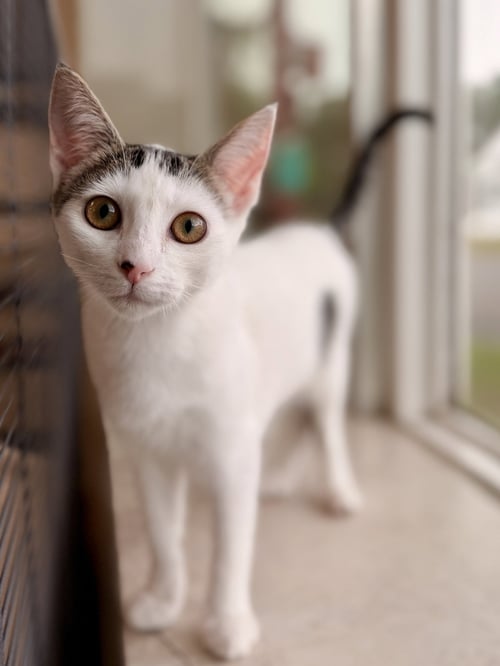 DRAGONFLY - Domestic Short Hair available for adoption