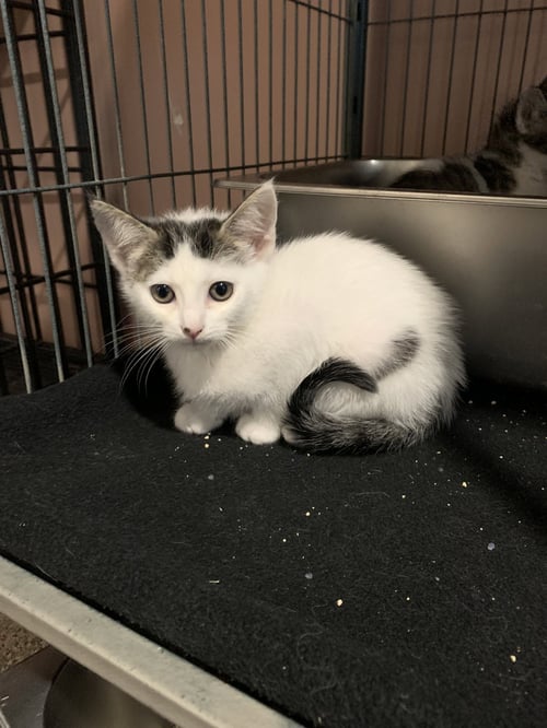 DRAGONFLY - Domestic Short Hair available for adoption