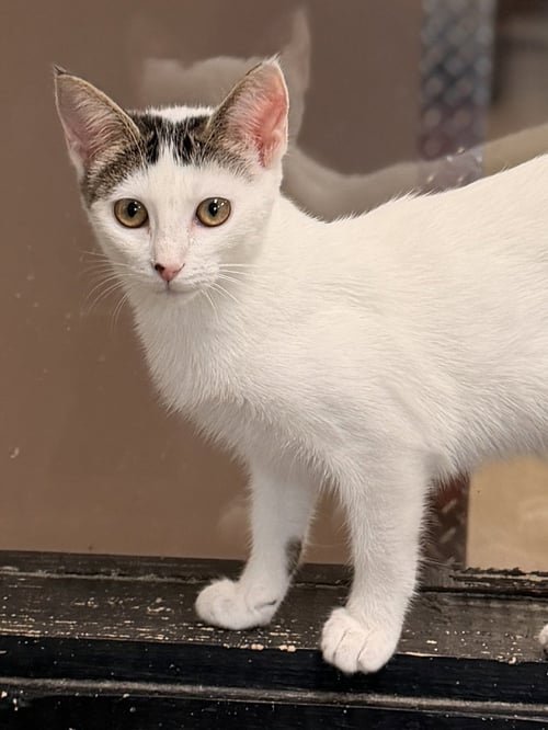 DRAGONFLY - Domestic Short Hair available for adoption