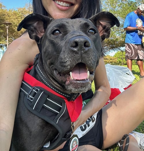 VELMA FH - Labrador Retriever / Terrier available for adoption