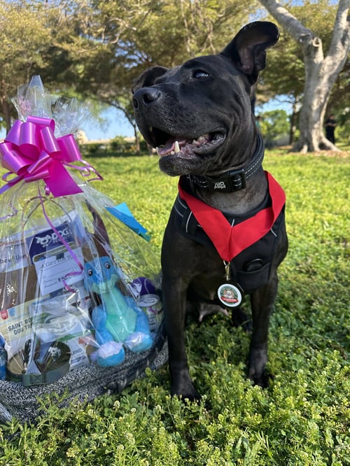 VELMA FH - Labrador Retriever / Terrier available for adoption