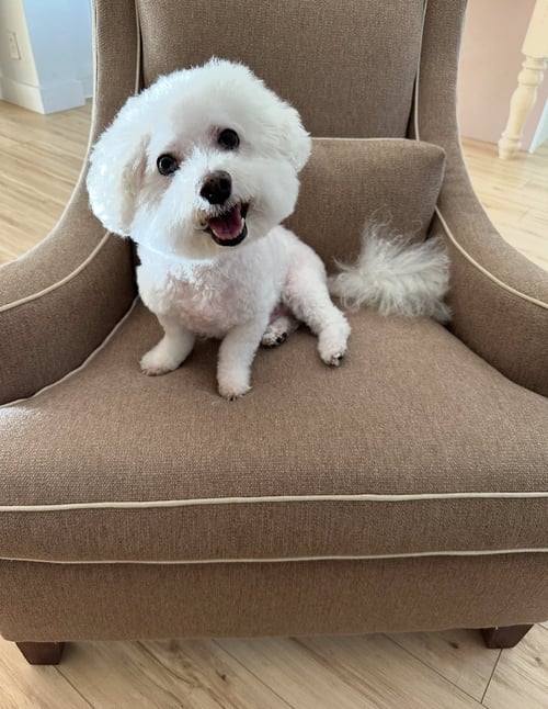 DUDE *BONDED* WITH LITTLE BUDDY - Bichon Frise available for adoption
