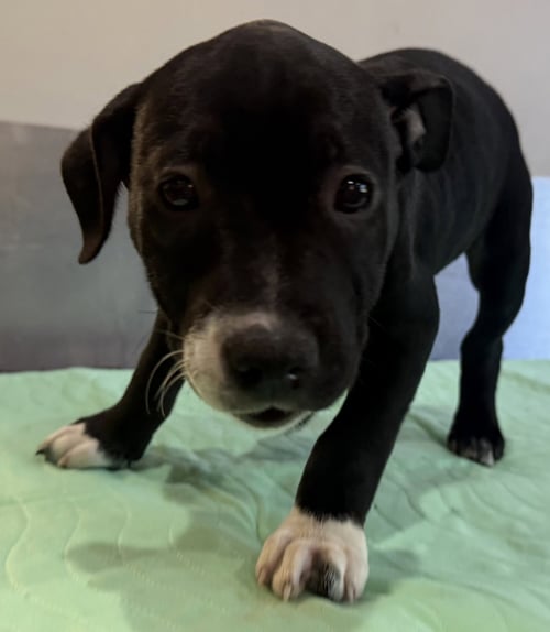 KATE BECKETT FH - Terrier available for adoption