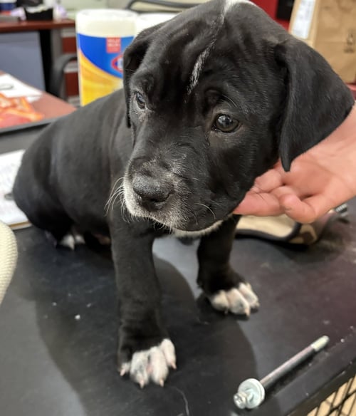 KATE BECKETT FH - Terrier available for adoption