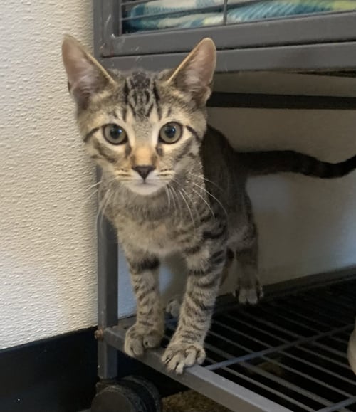 AARON - Domestic Short Hair available for adoption