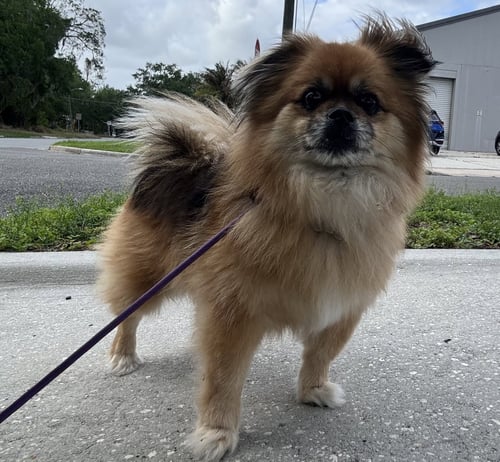 POMPANO  FH - Pekingese / Pomeranian available for adoption