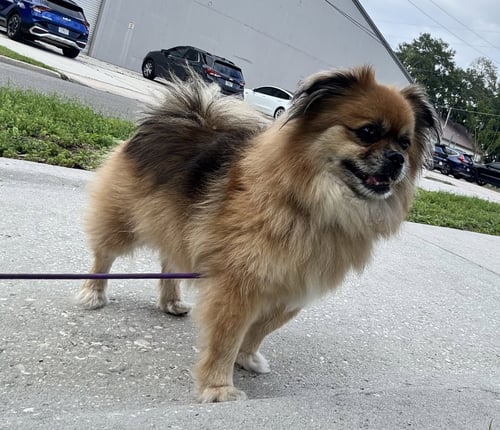 POMPANO  FH - Pekingese / Pomeranian available for adoption