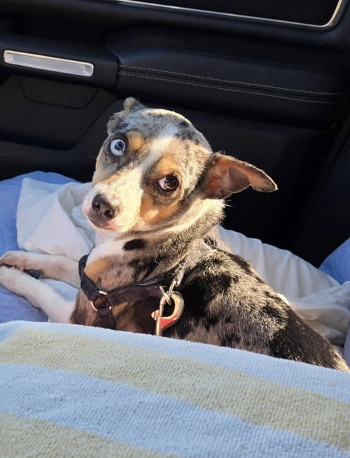 MESHA - Rat Terrier available for adoption