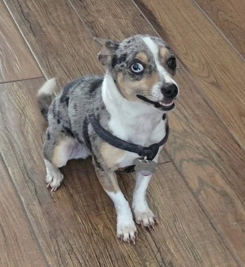 MESHA - Rat Terrier available for adoption