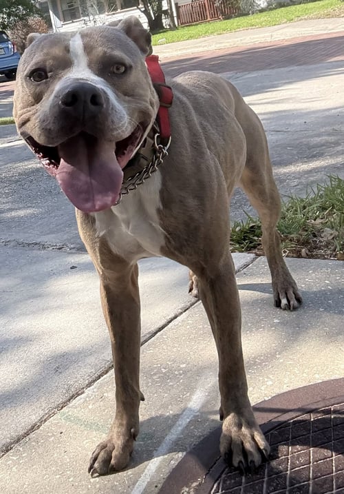 BUDDY - TRAINING CAMP - Catahoula Leopard Dog / Terrier available for adoption