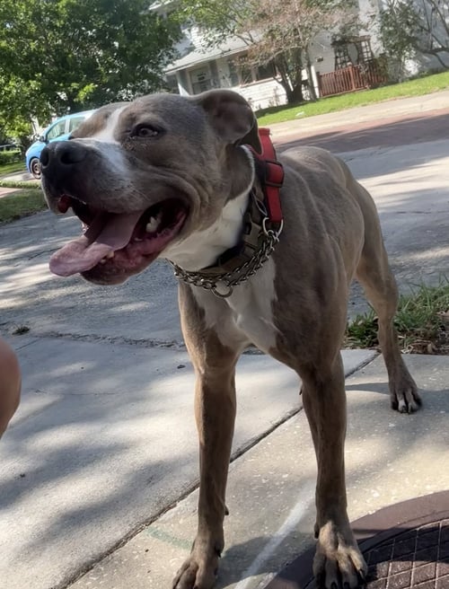 BUDDY - TRAINING CAMP - Catahoula Leopard Dog / Terrier available for adoption