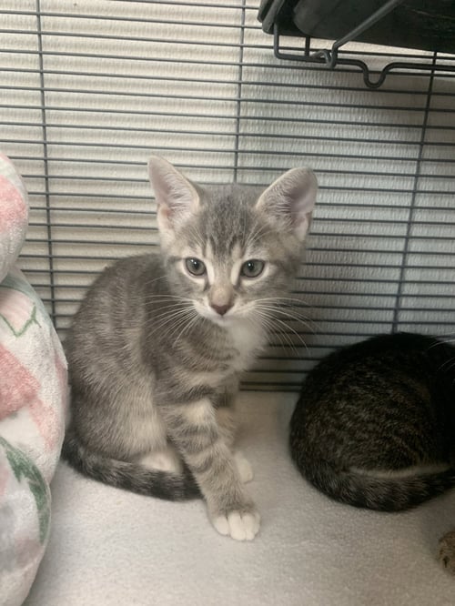 OYSTER - Domestic Short Hair available for adoption