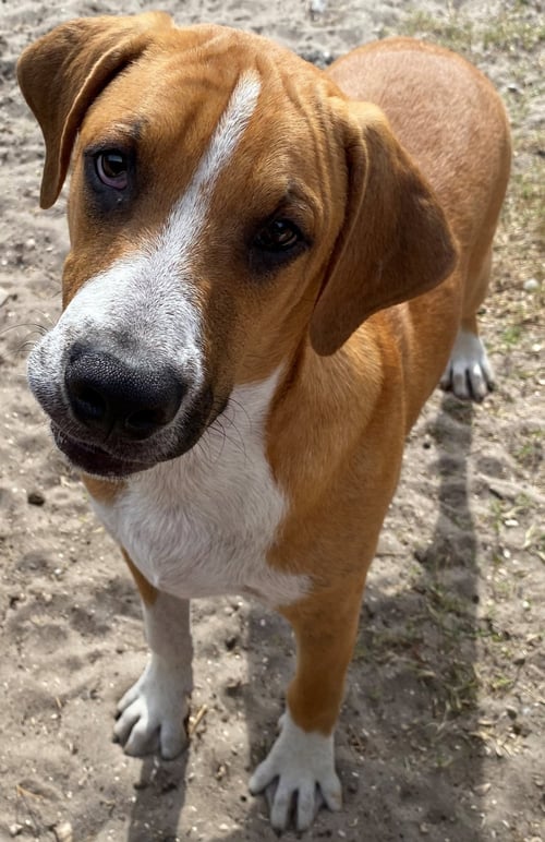 MARLEY - Hound available for adoption