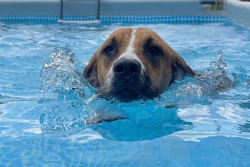 MARLEY - Hound available for adoption
