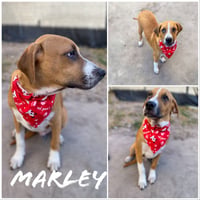 Marley - Photo 3