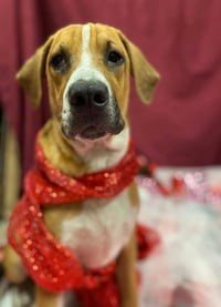 Marley - Photo 5