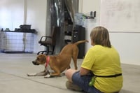 Marley - Photo 8