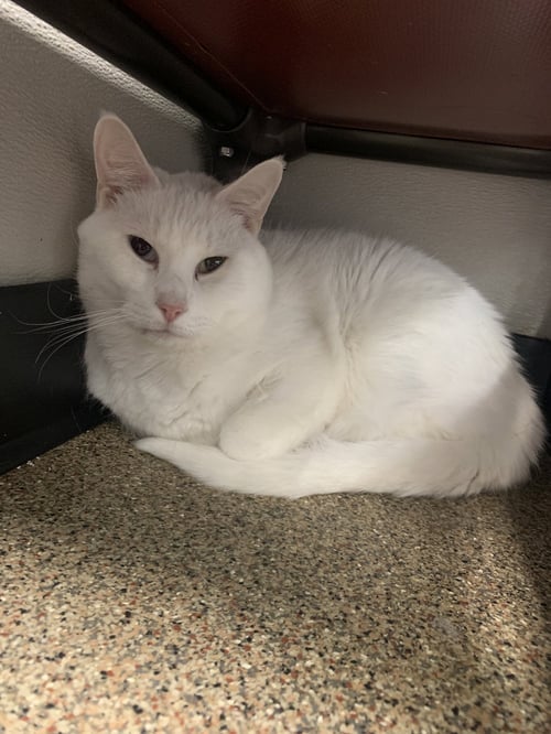 SPOT - Domestic Short Hair available for adoption