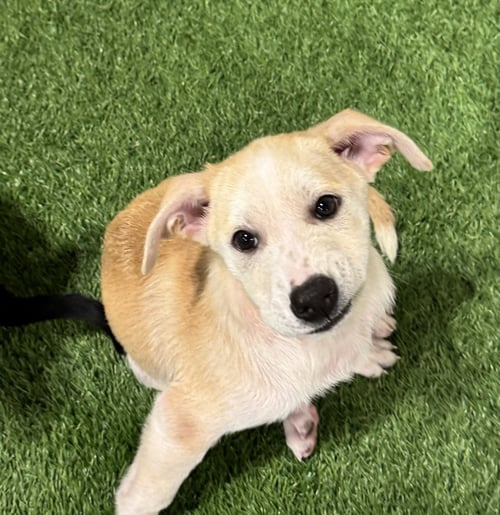 YOKO - Spitz / Shepherd available for adoption