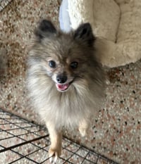 Buddy FH - Photo 1