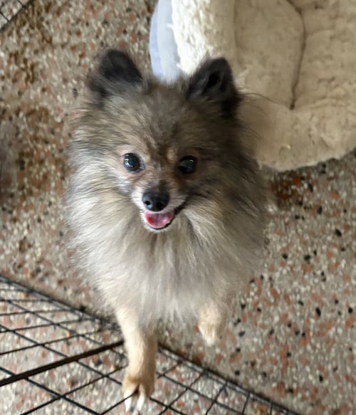 BUDDY FH - Pomeranian available for adoption