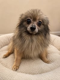 Buddy FH - Photo 3