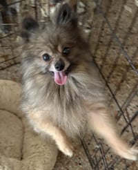 Buddy FH - Photo 2