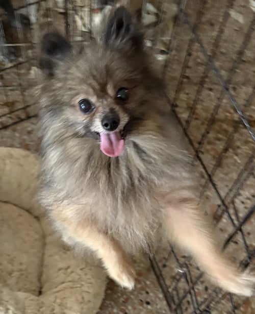 BUDDY FH - Pomeranian available for adoption