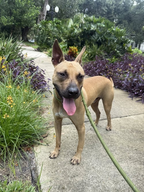 GARRETT - Black Mouth Cur available for adoption