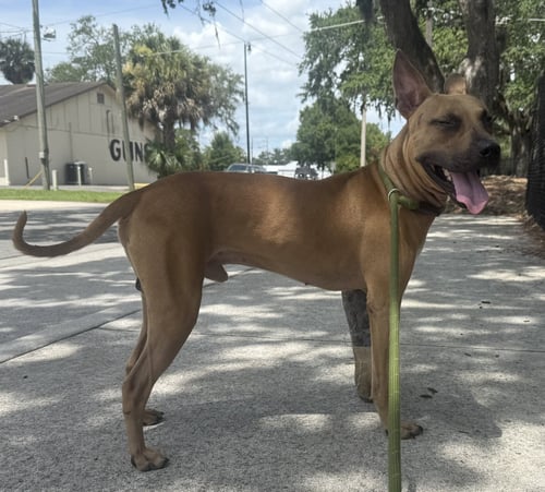 GARRETT - Black Mouth Cur available for adoption