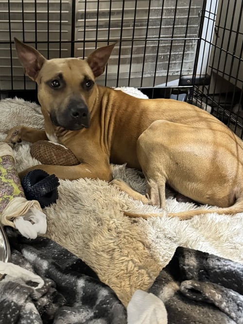 GARRETT - Black Mouth Cur available for adoption