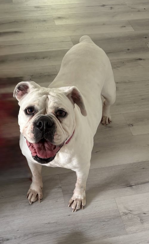 KHLOE - English Bulldog available for adoption