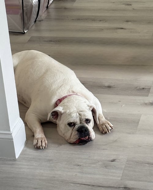 KHLOE - English Bulldog available for adoption