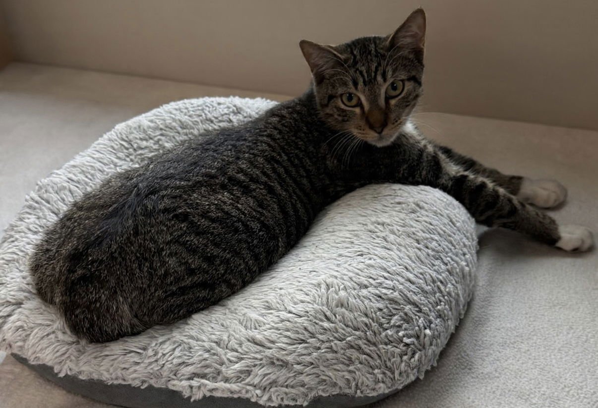 HERBIE - Domestic Short Hair available for adoption