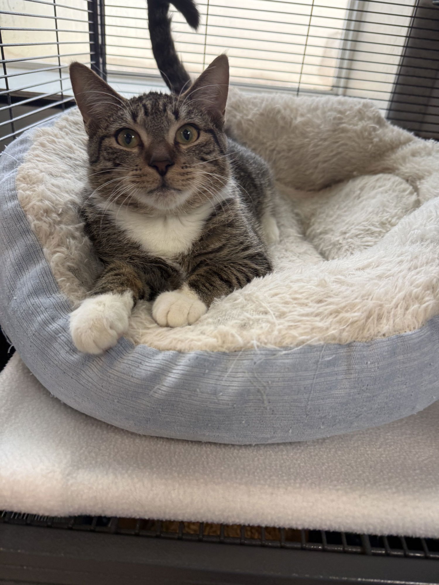 HERBIE - Domestic Short Hair available for adoption