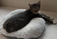 Herbie - Photo 3