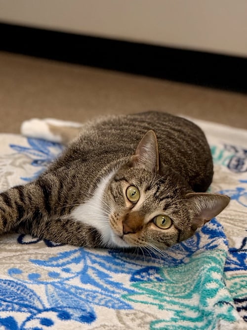 HERBIE - Domestic Short Hair available for adoption