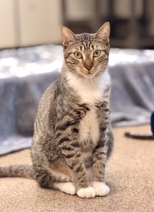 HERBIE - Domestic Short Hair available for adoption