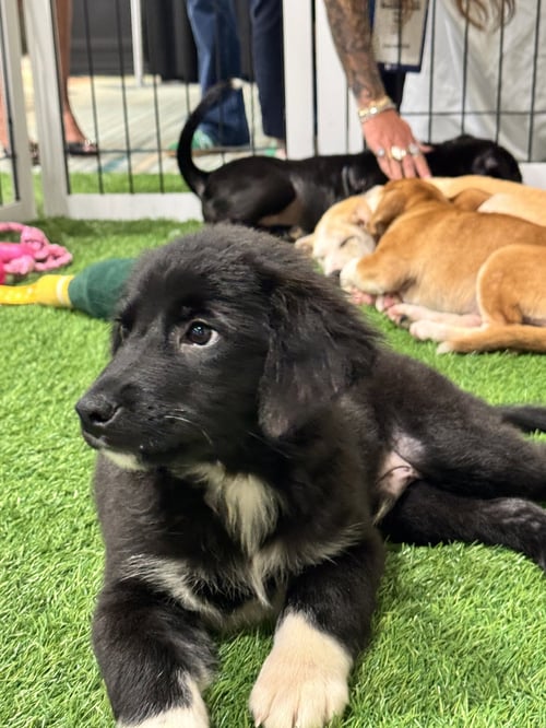 AREG - Spitz / Shepherd available for adoption