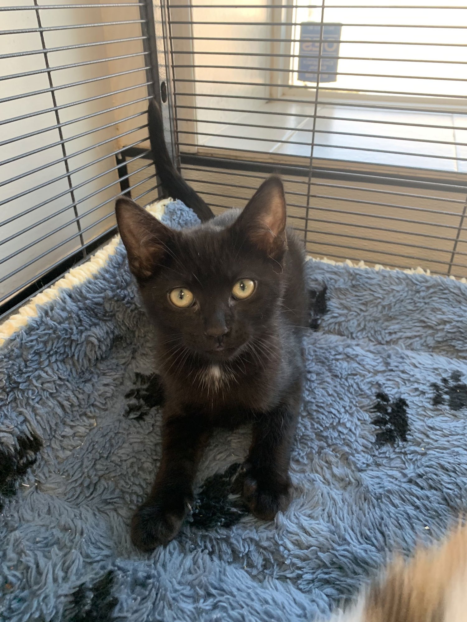 GENE - Domestic Short Hair available for adoption