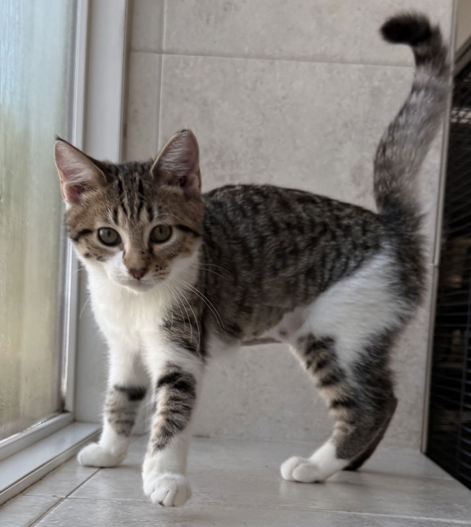 VINAIGRETTE - Domestic Short Hair available for adoption