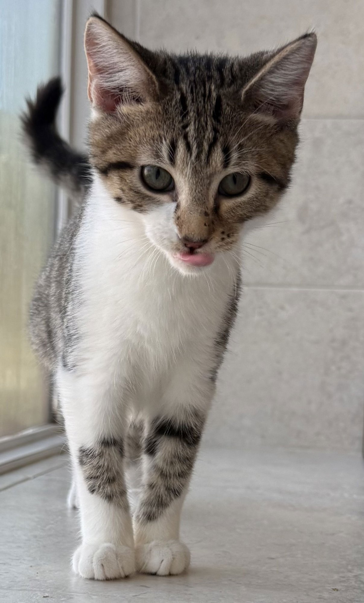 VINAIGRETTE - Domestic Short Hair available for adoption