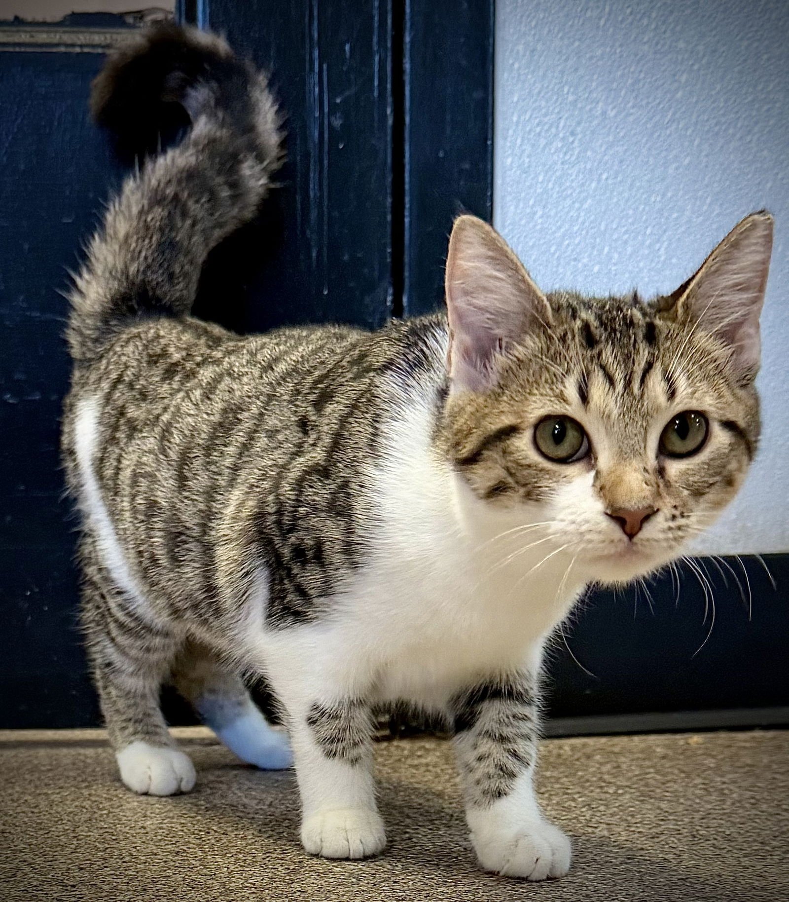 Vinaigrette - Photo 3